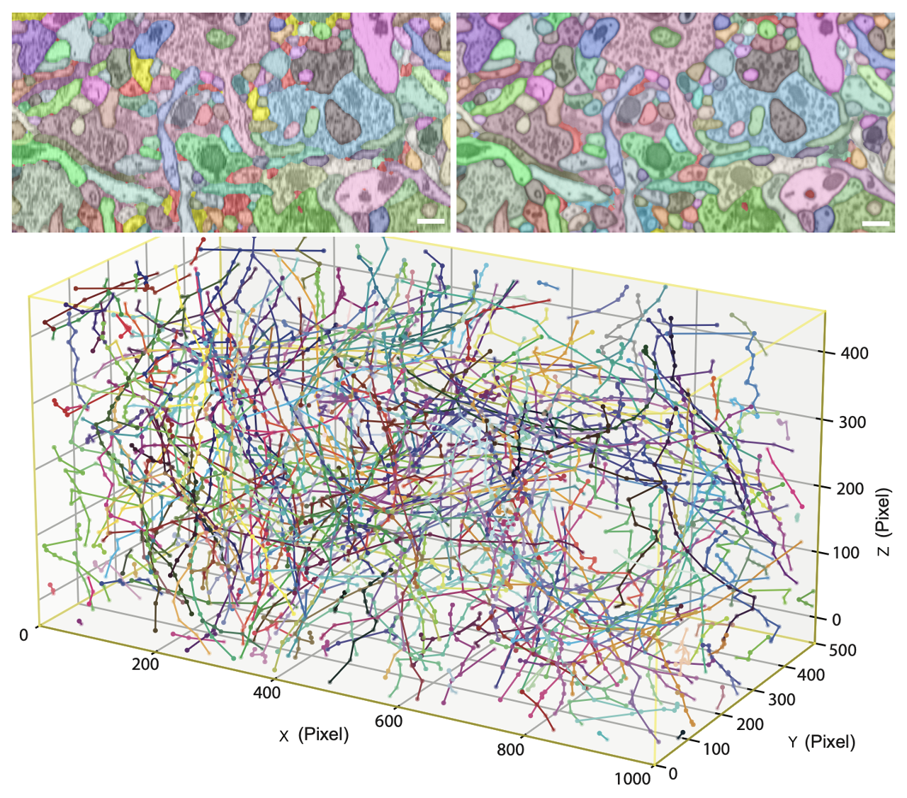 EM Generalist: Physics-driven diffusion model for electron microscopy