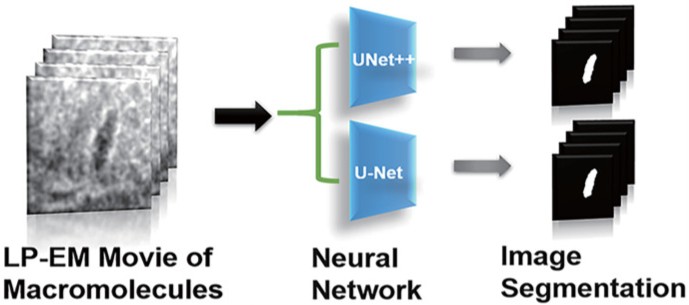 Single molecule dynamics LP-EM deep learning