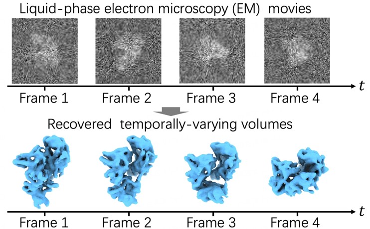Molecule 3D dynamics from LP-EM